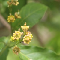 Bunchosia armeniaca (Cav.) DC.